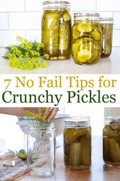 Homemade crunchy pickles are just a jar away with these no-fail tips, no matter what recipe you're using. Even home-canned pickles can be crunchy when you know these secrets. #crisppickles #canningrecipe #dillpickles Crunchy Pickle Recipe, Crunchy Dill Pickle Recipe, Fermented Pickles Recipe, Canning Pickles Recipe, Crunchy Pickles, Melissa K Norris, Cucumber Uses, Canned Pickles, Big Momma