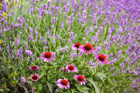 Lavender Companion Plants, Yarrow Plant, Small Yellow Flowers, Lavender Herb, Companion Plants, Lavender Garden, Foundation Planting, Border Plants, Growing Succulents