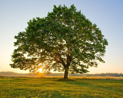 Tree Of Heaven, Areas Verdes, A Tree, Sun