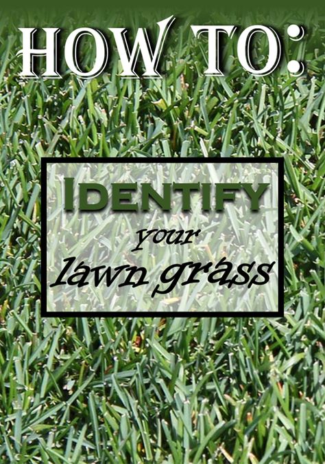 Tips for figuring out what kind of grass is planted in your yard. Lawn Grass Types, Different Types Of Grass, Tall Fescue Grass, Common Lawn Weeds, Centipede Grass, Grass Types, Lawn Care Schedule, Rye Grass, Zoysia Grass