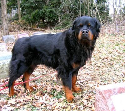 LONG HAIR ROTTWEILER: I was browsing through the net one day and a came across a Long Hair Rottweiler. He looks stunning.   Just wanted to know if this is common and do they Long Haired Rottweiler, Dog Deodorizer, Dog Training Barking, Smelly Dog, Dog Breeds List, Dog Smells, Cutest Dogs, Pet Vet, Rottweiler Puppies