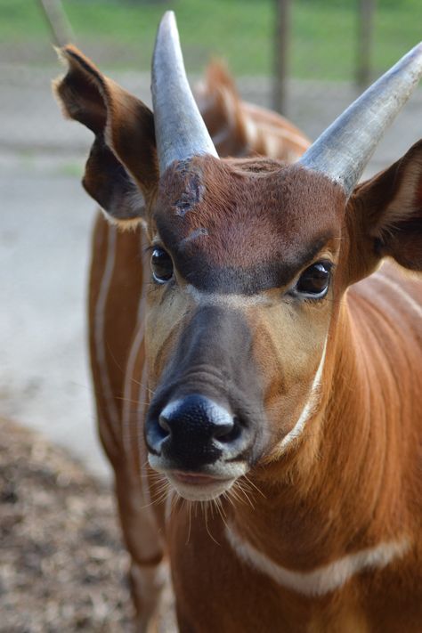 'Grace', 16 month old Eastern Bongo Bongo Animal, Bongo Antelope, Bongos, Exotic Animals, Endangered Species, Animals Of The World, Art References, Zoo Animals, Exotic Pets