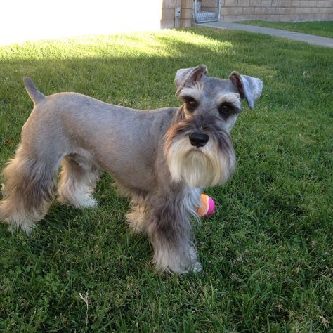 This is Zackary a darling little mini schnauzer playing ball in the backyard✨✨ Mini Schnauzer Teddy Bear Haircut, Schnauzer Cut, Schnauzer Breed, Schnauzer Grooming, Mini Schnauzer Puppies, Schnauzer Art, Puppy Cut, Miniature Schnauzer Puppies, Miniature Schnauzers