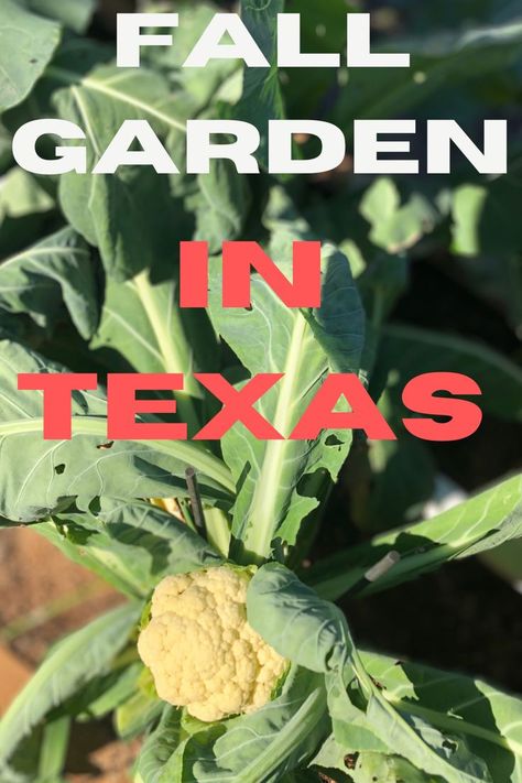 Dreaming of a lush, productive fall garden but don't know where to start? Even in Texas, fall gardening can be a breeze with our foolproof guide! Discover the secrets of the perfect planting calendar, and learn the art of growing an array of vibrant vegetables. Don't miss out on the joy of fresh home-grown harvest this season. Dive into our blog now to get started! Texas Fall Garden, Fall Garden Planting, Plant A Garden, Fall Gardening, Planting Calendar, Garden Paradise, Texas Gardening, Fall Garden, Best Seasons