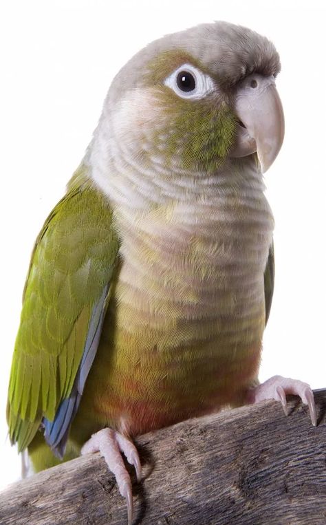 Cinnamon Conure, Cinnamon Green Cheek Conure Green Cheek Conure, Birdy, Parrot, Cinnamon, Color Variations, Birds, Green, Animals, Quick Saves