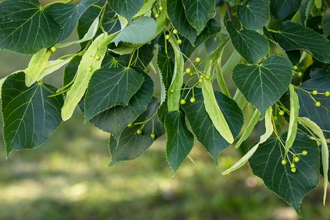 Tilia americana (American Basswood) Tree Identification, Street Trees, Arbour Day, Big Leaves, Shade Trees, Tree Hugger, Small Leaf, Deciduous Trees, Types Of Soil