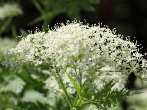 Sweet Cicely, Herbs For Beginners, Herbs To Grow, Types Of Herbs, Farm Crafts, Bee Balm, Lighting Design Interior, Diy Garden Projects, Growing Indoors