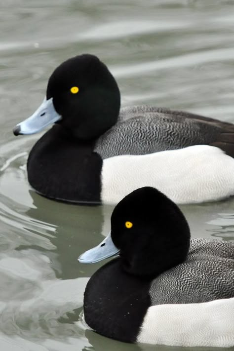 Lesser Scaup Twins. The Lesser Scaup is a small North American diving duck that migrates south as far as Central America in winter. It is colloquially known as the Little Bluebill or Broadbill because of its distinctive blue bill Waterfowl Hunting, Duck Hunting, Pretty Birds, Colorful Birds, Animal Planet, Wild Birds, 귀여운 동물, Bird Watching, Bird Feathers