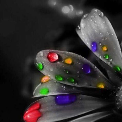 Color Splash Photography, Splash Photography, Fruit Photography, Black And White Landscape, Black White Photos, Pop Of Color, Black And White Pictures, Black And White Colour, Color Of Life