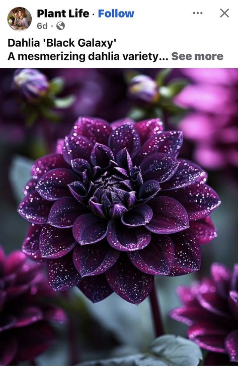 Dark Purple Flowers, Plant Life, Dark Purple, Purple Flowers, Dahlia, Purple, Plants, Flowers