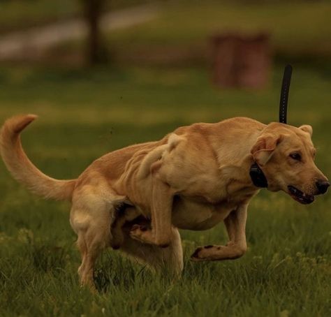 American Labrador, Canine Anatomy, Types Of Dogs Breeds, Red Labrador, Fit Dogs, Nanny Dog, Dog Anatomy, Good Dogs, Animal Inspiration