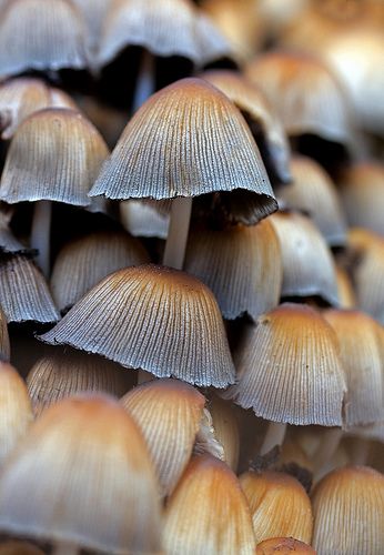 ˚Common Inkcap (Coprinopsis atramentaria) Coprinopsis Atramentaria, Inkcap Mushroom, Mushroom Fungi, House Landscape, Interesting Stuff, Art Challenge, To Speak, Nature Art, Beautiful Homes