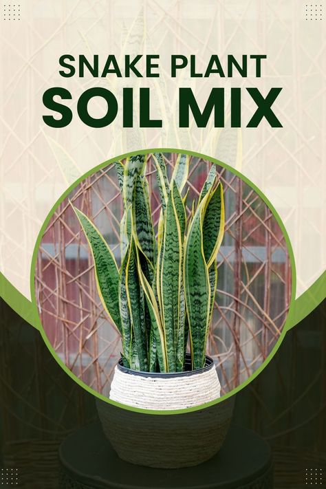 Snake Plant Soil Mixing Guide Best Soil For Snake Plant, Snake Plant Soil Recipe, Best Potting Soil For Snake Plant, Snake Plant Pot Ideas, Soil For Snake Plant, Snake Plant Soil, Types Of Snake Plants, Cane Plant, Winter Flower Arrangements