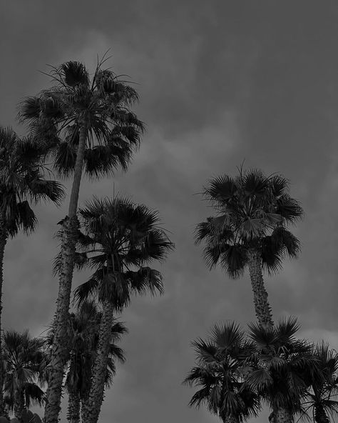 Summer Aesthetics, The Palms, Instagram Feed Inspiration, Gray Aesthetic, Black And White Aesthetic, Aesthetic Colors, Summer Dream, White Aesthetic, Aesthetic Iphone Wallpaper