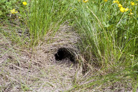 Animal burrow. Wild animal burrow digging in earth , #Ad, #Wild, #burrow, #Animal, #earth, #digging #ad Animal Burrow, Rabbit Burrow, Icon Design Inspiration, Storybook Art, Animal Habitats, Sun City, Animal Control, School Pictures, Creative Icon