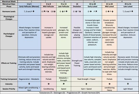 Effects of menstrual cycle on training Menstrual Cycle Phases, Fertility Cycle, Cycle Training, Menstrual Health, Mood Changes, Hormone Levels, Hormone Health, Muscle Tissue, Circadian Rhythm