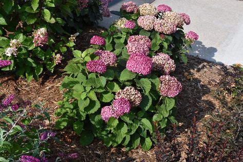 Click to view a full-size photo of Invincibelle Mini Mauvette Hydrangea (Hydrangea arborescens 'NCHA7') at Gertens Hydrangea Arborescens, Hot Pink Flowers, Full Size Photo, Border Plants, Outdoor Pots, Hydrangea Flower, Outdoor Landscaping, Types Of Soil, Small Plants