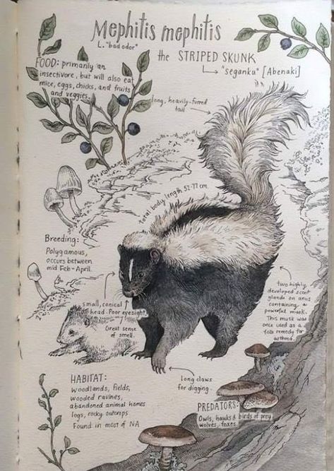 Natural Study Drawing, Animal Journal Ideas, Animal Journal, Striped Skunk, Nature Sketchbook, Loved Drawing, Field Journal, Sketches Of Love, Drawing Love