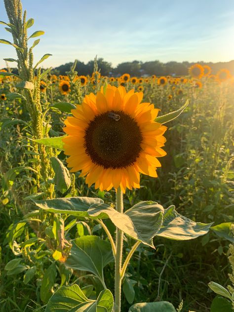 Concord Massachusetts, Beauty Natural, Sunflower Fields, Natural Life, Flowers Nature, Growing Plants, Creative Photography, Massachusetts, Perennials