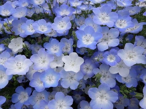 Hitachi Seaside Park, Photos Flowers, Seaside Park, Human Art, Flower Photos, Purple Flowers, Poetry, Paintings, Human