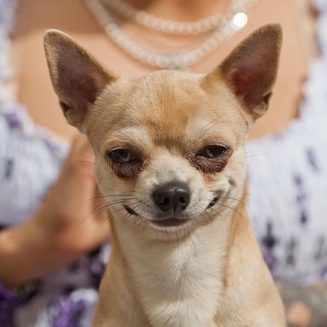 Funny looking chihuahua dog. Portrait of a smiling chihuahua dog which is sittin , #spon, #dog, #Portrait, #Funny, #chihuahua, #lap #ad Dog Jokes, Cute Animal Memes, Funny Dog Memes, Funny Animal Quotes, Funny Dog Pictures, Funny Animal Jokes, Crazy Funny Memes, Funny Animal Memes, Animal Jokes