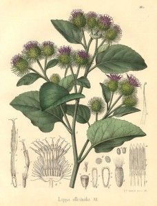 Burdock Root - Herb Uses, Health Benefits and Side Effects Herb Uses, Potato Bar, Herbal Plants, Burdock Root, Herbal Apothecary, Healing Plants, Herbal Healing, Illustration Botanique, Herbs For Health