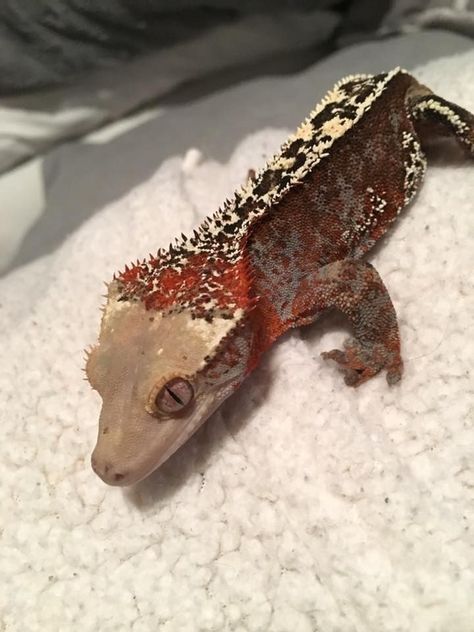 Frazzle Crested Gecko Morphs, Gecko Morphs, Crested Gecko Care, Gargoyle Gecko, Cute Gecko, Pet Lizards, Reptile Room, Cute Reptiles, Crested Gecko