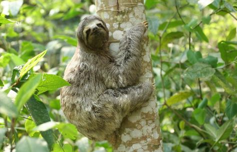 Brown-throated three toed sloth Sloth Habitat, Types Of Moths, Two Toed Sloth, Three Toed Sloth, Health Check, The Atlantic, Sloth, South America, Mammals