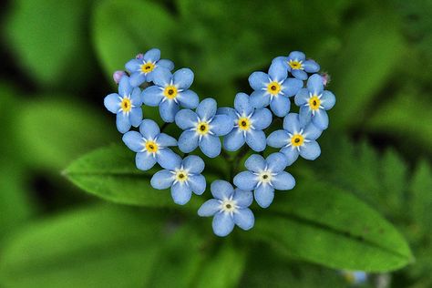 Forget Me Not by Japareng Lalung, via Flickr History Fashion, Blue Garden, Little Flowers, Canned Food, Winter Food, Forget Me Not, Flower Pictures, Flowers Photography, My Flower