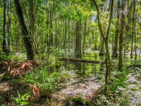 15 Best Things to Do in Alachua (FL) Alachua Florida, Florida Day Trips, Florida Vibes, Colleges In Florida, Florida Orlando, Florida Trip, University Of Florida, Wildlife Conservation, Scenic Drive