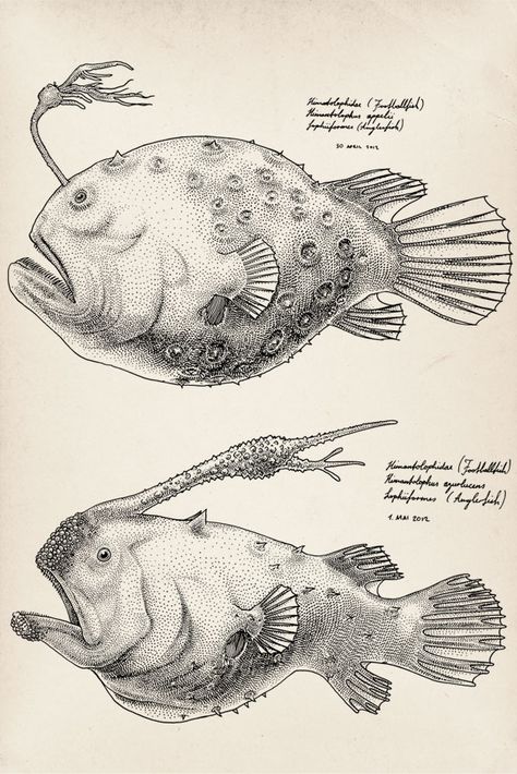 Japanese Puffer Fish, Drawings Of Fish, Deep Sea Fish, Scientific Drawing, Deep Sea Creatures, Puffer Fish, Fish Illustration, Angler Fish, Fish Drawings