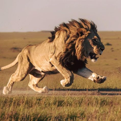 Loins Animal, Lion Photos Photography, Lion Running, Lion Reference, Lion Nature, Lion Running Photography, Lion Memes, Lion Photography, Lions Photos