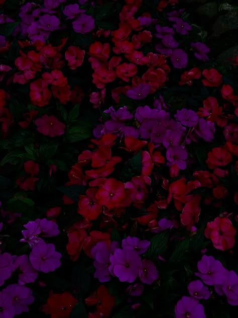 Red Violet Flowers, Burgundy Purple Aesthetic, Red And Purple Aesthetic Wallpaper, Red And Violet Aesthetic, Red And Purple Aesthetic, Snap Wallpaper, Multicolor Aesthetic, Red Purple Flowers, Deep Purple Flowers