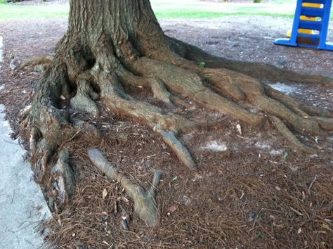 Tree – Covering Exposed Roots | Walter Reeves: The Georgia Gardener Best Garden Design, Landscaping Around House, Garden Vertical, Landscaping Around Trees, Architecture Garden, Pergola Pictures, Making Plant Pots, Yard House, Driveway Landscaping