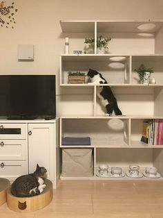 Catified Bedroom, Bedroom Cat Ideas, Cat Bedroom Ideas, Diy Cat Wall Ideas, Cat Wall Ideas, Homemade Cat Beds, Catification Ideas, Cat Bed Ideas, Katt Diy