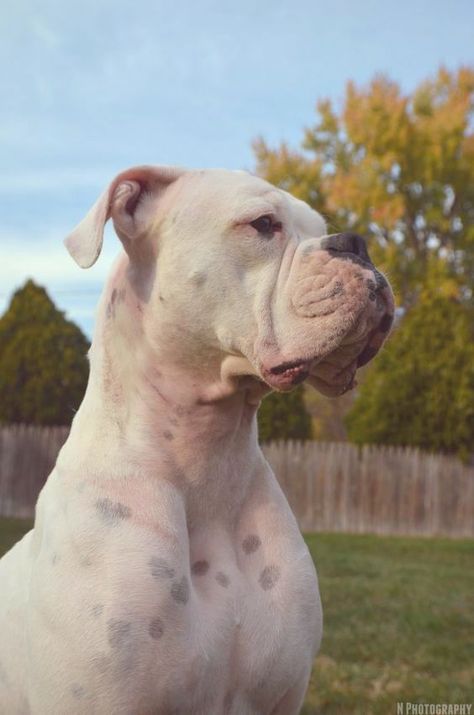 White Boxer Dogs, All Breeds Of Dogs, Boxer And Baby, White Boxers, Boxer Puppy, Boxer Love, Real Dog, Funny Dog Pictures, Boxer Dogs