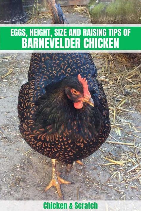 Barnevelder Chicken: Eggs, Height, Size and Raising Tips Barnvelder Chickens Eggs, Barnvelder Chickens, Barnevelder Chicken, Dust Bath For Chickens, Buff Orpington Chickens, Wyandotte Chicken, Homesteading Animals, Laying Chickens, Egg Laying Chickens