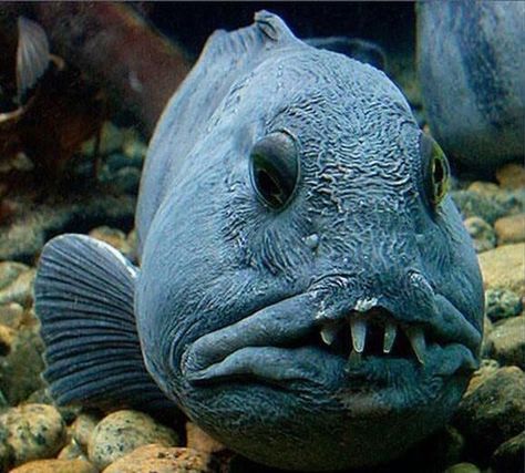 Pin on Ugly fish Ugly Fish, Scary Animals, Deep Sea Creatures, Weird Fish, Beautiful Sea Creatures, Water Animals, Underwater Creatures, Underwater Life, Exotic Fish