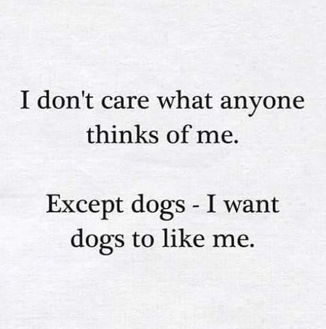 I don't care what anyone thinks of me,,, Except dogs- I want dogs to like me. Dog Walking Quotes, Walking Quotes, Dogs Walking, Dog Quotes Love, Dog Quotes Funny, Lovers Quotes, Funny Thoughts, Think Of Me, I Don't Care