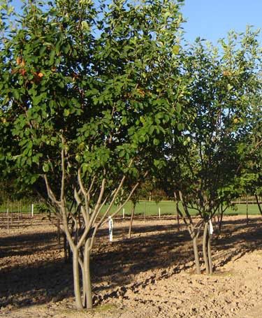 Autumn Brilliance Serviceberry (Summer) Autumn Brilliance Serviceberry, Autumn Brilliance Serviceberry Tree, Bright Fall Colors, Garden Corner, Bloom Flowers, Food Forest, Shade Trees, Spring Blooms, Trees And Shrubs