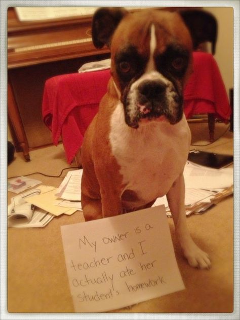 Silly Puppy, Boxers Dogs, Dog Shaming Funny, Pet Shaming, Cat Shaming, Animal Shaming, Boxer And Baby, Funny Boxer, Cute Boxers