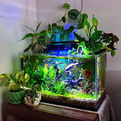 New piece of driftwood and some terrestrial plants on top 🩷🌱 Fishtank Diy Decor, Carport Conversion, Terrestrial Plants, Aqua Scape, Aquascape Ideas, Tank Terrarium, Fish Tank Themes, Fish Tank Terrarium, Diy Fish Tank