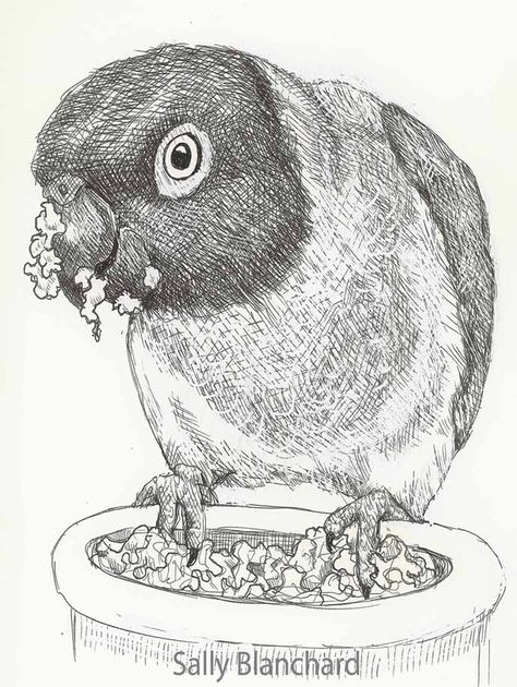 Sally Blanchard - Pen Drawing Senegal Parrot Mush Mouth Parrot Diet, Prismacolor Drawing, Senegal Parrot, Parrot Drawing, Parrots Art, Commission Portrait, Bird Toys, Wild Birds, Pen Drawing