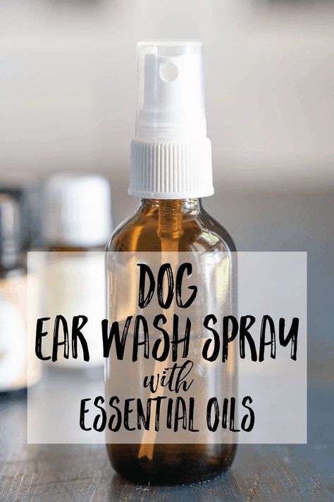 Essential Oil Dog Ear Wash Spray for Ear Infections. You can safely and effectively treat ear infections at home.@chihuahuahelp, www.chichisandme.com, #chihuahuaearinfecitions, #chihuahuaholisticcare, #naturalcareforchihuahuas, #chihuahuacare, #chihuahuaearcare, #chihuahuahealth, Yeast In Dogs, Dog Ear Wash, Essential Oils Dogs, Dog Ear Cleaner, Dogs Ears Infection, Natural Pet Care, Dog Remedies, Homemade Essential Oil, Ear Infections