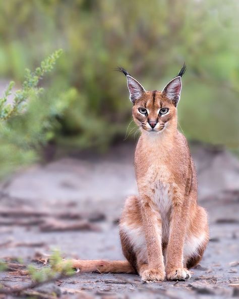 Caracal Cat, Small Wild Cats, Serval Cats, Animals Crossing, Exotic Cats, Cat Pose, Cat Family, Small Cat, Amazing Animals