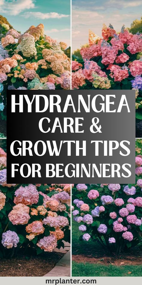 Hydrangea growth stages with care tips for beginners Hydrangea Planting Tips, Care For Hydrangea Plants, Hydrangea Care Pruning, How To Care For Hydrangeas, Hydrengas Garden Ideas, Hydrangea Bush Landscaping, Hydrangea Tree Landscaping, Hydrangea Garden Ideas, Hydrangeas In Front Of House