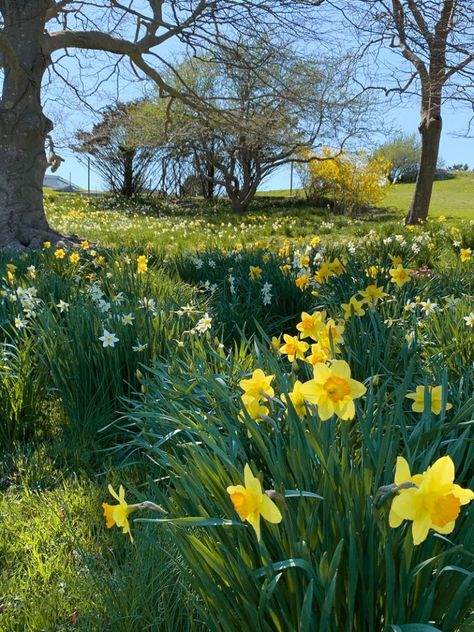 Blenheim Palace, Spring Pictures, Yellow Springs, Pretty Landscapes, Fingers Crossed, Country Side, Crossed Fingers, Happy Colors, Early Spring