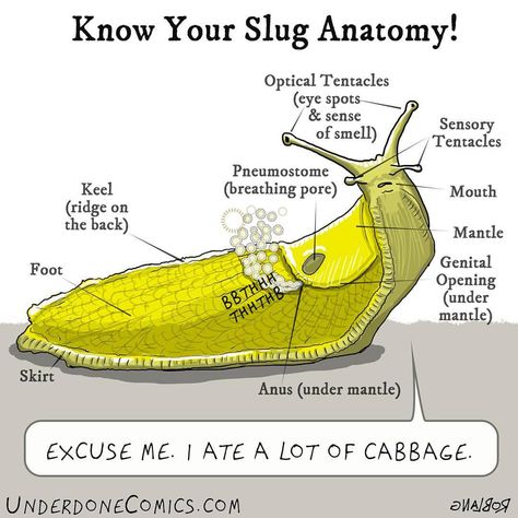 Banana Slug Drawing, Banana Slug Art, Sea Snail Drawing, Slug Illustration, Slug Drawing, Slug Tattoo, Slug Art, Banana Slugs, Banana Slug