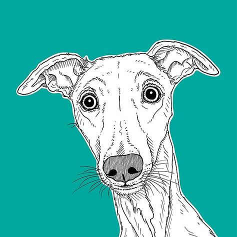 Whippet Dog Portrait ( teal background ) Whippet Dog Drawing, Whippet Drawing, Whippet Art, Patterdale Terrier, Greyhound Art, Coloured Background, Hand Drawn Portraits, Whippet Dog, Teal Background