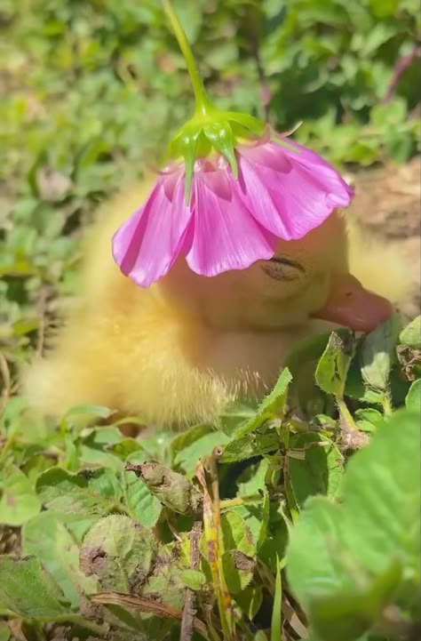 Cute Ducks, Silly Goose, Boost Your Mood, Cute Pets, Ducks, Pink